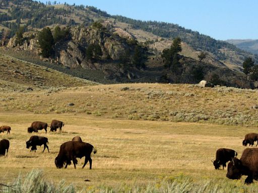 Yellowstone Tourist Injured And Arrested After Allegedly Kicking Bison