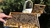 Gaza beekeepers who survived blockade struggle with unstable climate