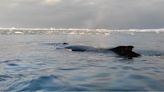 Ukrainian polar researchers spot humpbacks, orcas — video