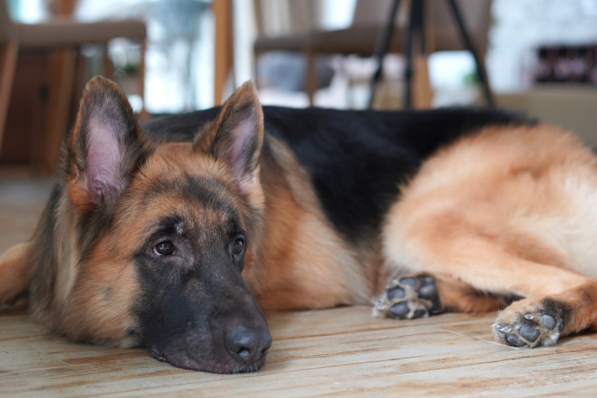 German's Shepherd's Terrified Face Over the Family Cat Is Priceless