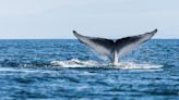 Whale Watchers Capture Stunning Video of Monster, 60-Foot Blue Whale