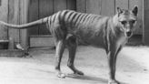 El polémico plan para revivir al tigre de Tasmania, extinguido hace 86 años