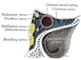 Ophthalmic nerve