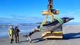 World's rarest whale washes up dead on a beach in New Zealand