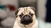 Pug's Reaction to Mom's April Fools' Day Joke Has People Disappointed