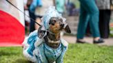Annual Dachshund Parade in Rochester Is a True Celebration of Cuteness