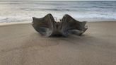 Crânio de animal que pesa 40 toneladas aparece na praia; veja