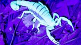 There's a scorpion in your pool or toilet. Here's how long scorpions can live in water