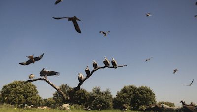 Entenda como declínio em espécies de abutres provocou meio milhão de mortes na Índia