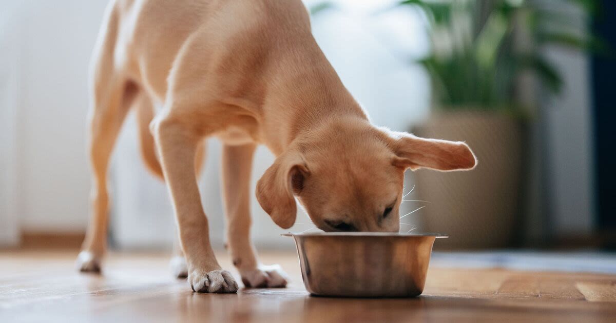 Pet owners warned of huge 'red flag' after high bacteria levels found in food