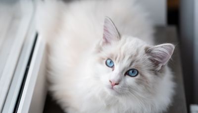 Ragdoll Cat Attends a Pitbull Concert and Draws as Many Fans As Mr. 305