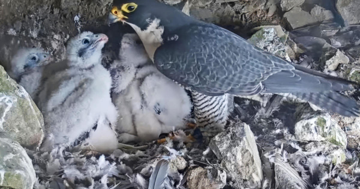 Parks Service launches livestream of Alcatraz Island falcons