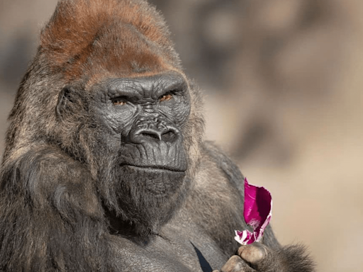 San Diego Zoo Safari Park's beloved silverback gorilla dies at 52
