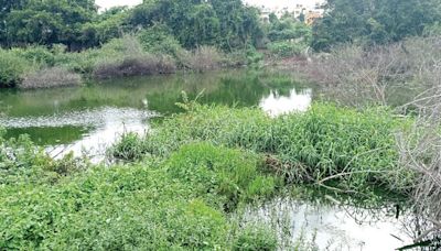 Stagnant sewage and rain water in park emanating foul smell in Sathagalli 1st Stage - Star of Mysore