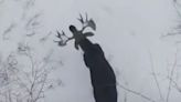 WATCH: Canadian Moose Sheds Both Antlers in Rare, Stunning Moment Caught on Drone Camera