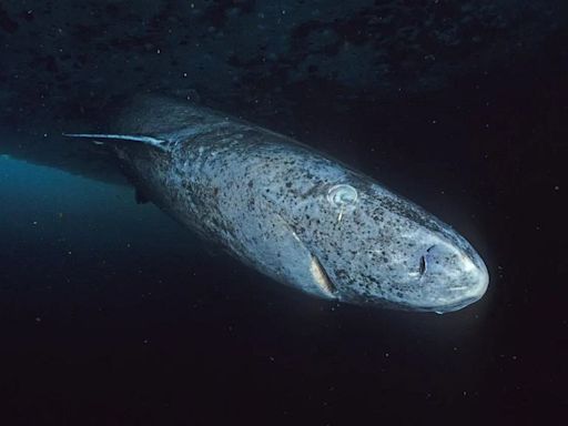 How did scientists discover new anti-ageing secrets from the world’s longest-living vertebrate?