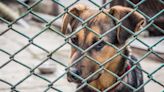 Moment shelter dog refuses to go into kennel shatters hearts