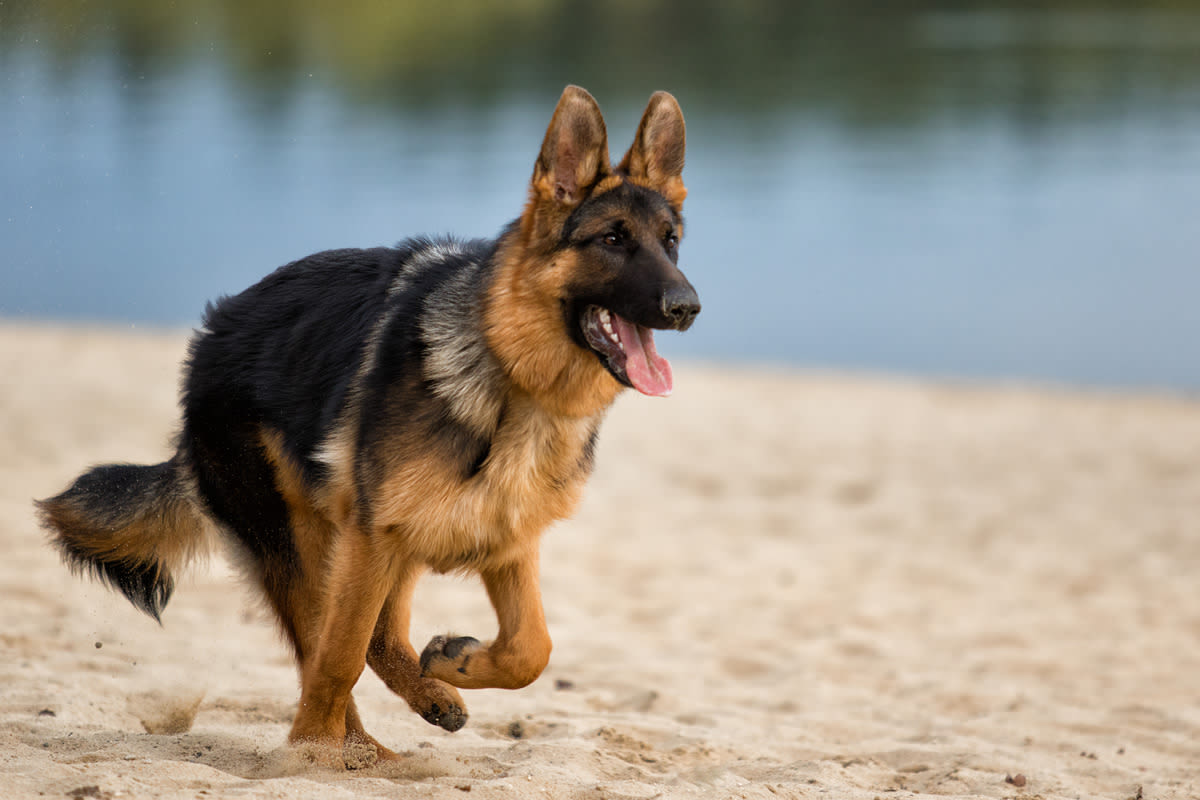 German Shepherds Spring Into Action After Realizing ‘Little Human’ Is Gone From Beach