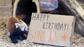 Louisville Zoo’s Red Panda Sunny D is back on exhibit in time for his birthday