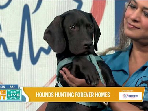 Hounds hunting for furever homes with The London Sanctuary