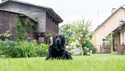 Loving Black Labrador Refuses to Leave Grandparents' House After Spending the Weekend