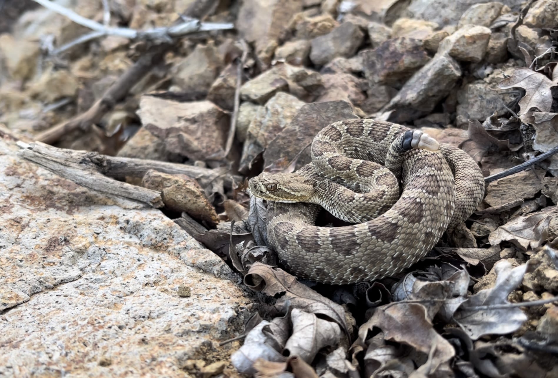 What goes on inside a massive rattlesnake den? See for yourself.