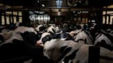 La leche cruda de vacas con gripe aviar contiene virus capaces de transmitir la enfermedad