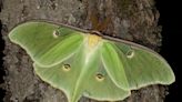 Nature: Luna moths attract attention of many