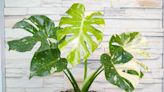 How to Grow and Care for Thai Constellation Monstera Like a Pro