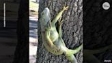 Falling iguanas in Florida: Chilly temperatures could lead to bizarre Christmas scene