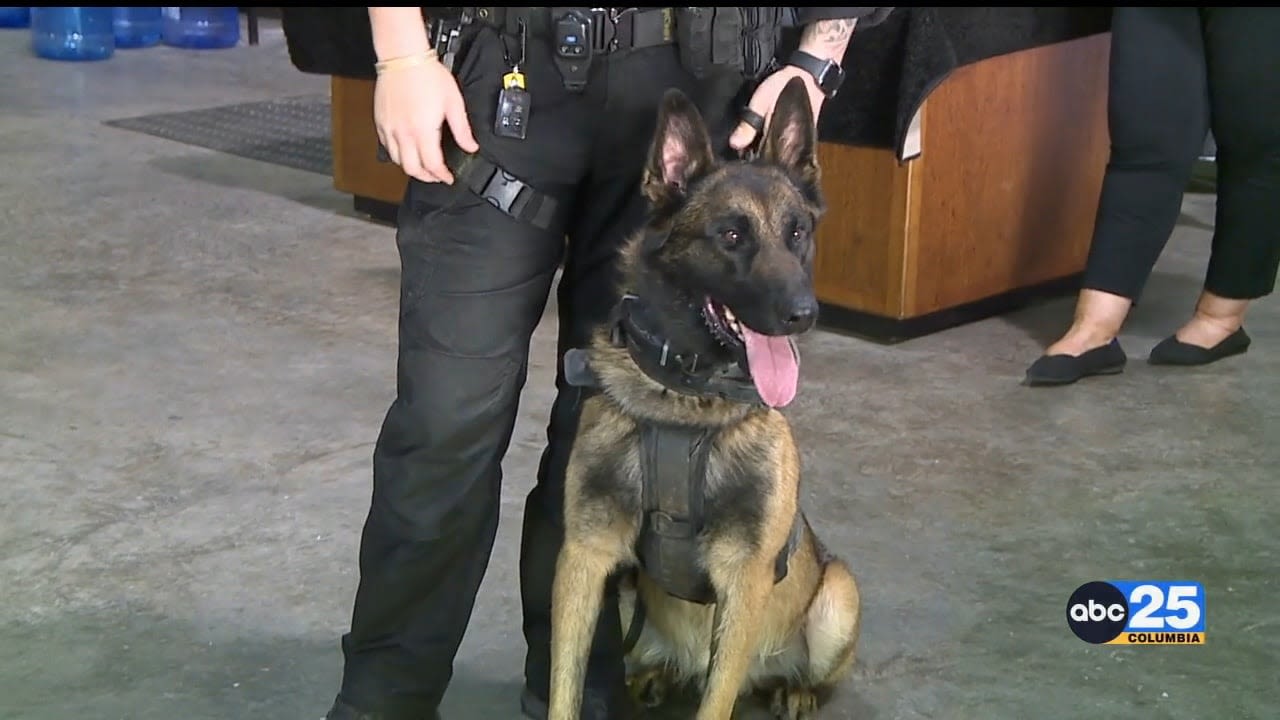 RCSD K9 deputy Kobe returns to line of duty after weeks of recovery - ABC Columbia