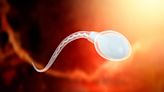 COVID-19 Virus Can Lurk in Sperm for 100+ Days After Infection