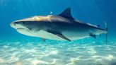 ‘Cocaine shark’: In a worrisome incident, sea creatures test positive for drugs