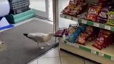 Shoplifting 'Steven Seagull' banned from store for stealing bags of crisps