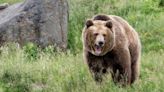 Popular National Park Trail Closed Following Grizzly Attack