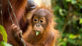 Orangutan Diplomacy: Malaysia’s New Plan To Give Endangered Primates To Palm Oil Partners