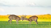 Esteros del Iberá, un nuevo refugio para el venado de las pampas