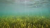 In Baltic Sea, citizen divers restore seagrass to fight climate change