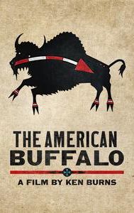 The American Buffalo