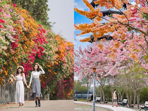 複習一下「這5處」彰化自然系景點 蜀葵花海、粉紅花旗木、綠色波波草！光用看的就好療癒呀