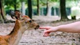 Rescue Worker Giving Deer Sensory Enrichment Has People So Delighted