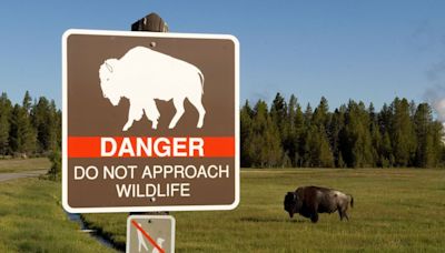 83-year-old South Carolina woman gored by bison in Yellowstone National Park suffers serious injuries