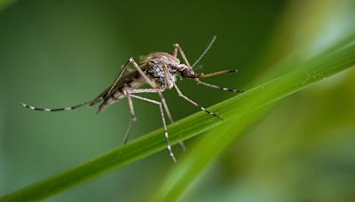 What attracts mosquitoes? Pest experts say eliminate these 3 things from your yard