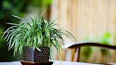 7 Spider Plant Benefits And Why Your Home Needs One