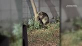 Watch: Beavers invade Arizona neighborhoods