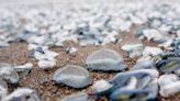 Velella velella, By the Wind Sailors return to California beaches