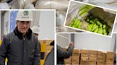 Incautaron cargamento de coca con destino a Europa camuflado en bananos: “Sorprendido con este cinismo”