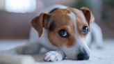 'Puppy eyes' didn't evolve just for humans, study of wild dogs finds