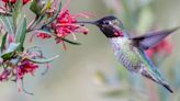 8 Predators That Hunt Hummingbirds