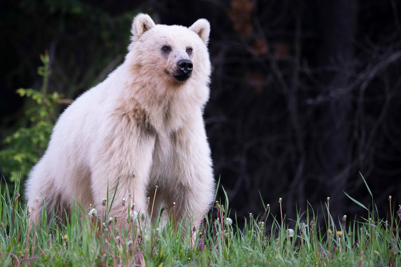 After death of beloved bear in B.C., experts look for lessons